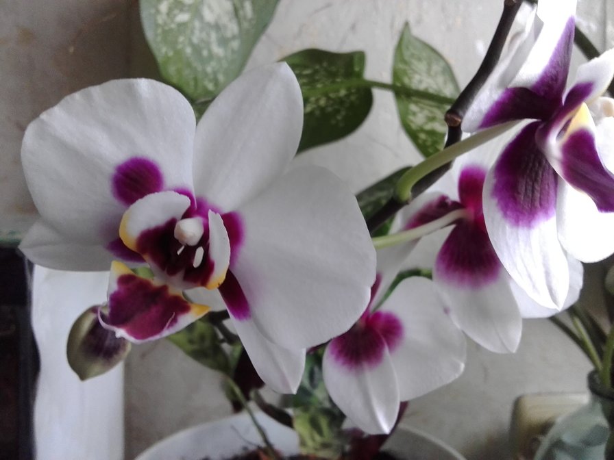 Орхидея - орхидея, листья, цветы - оригинал