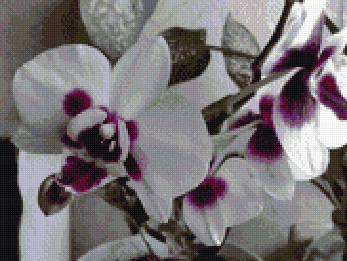 Орхидея - листья, орхидея, цветы - предпросмотр