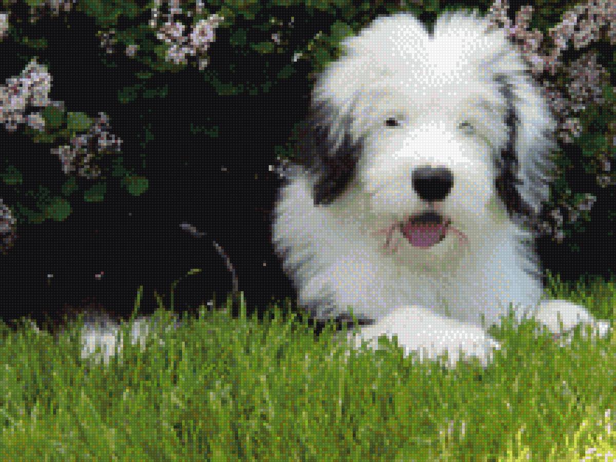 Щенок бобтейла - животные, щенок, собака, цветы, куст, лето, трава - предпросмотр