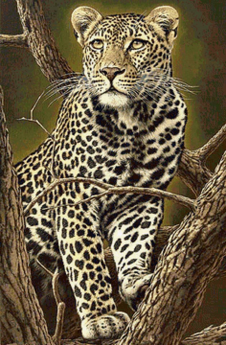 леопард - красавец, леопард, кошка, хищник - предпросмотр