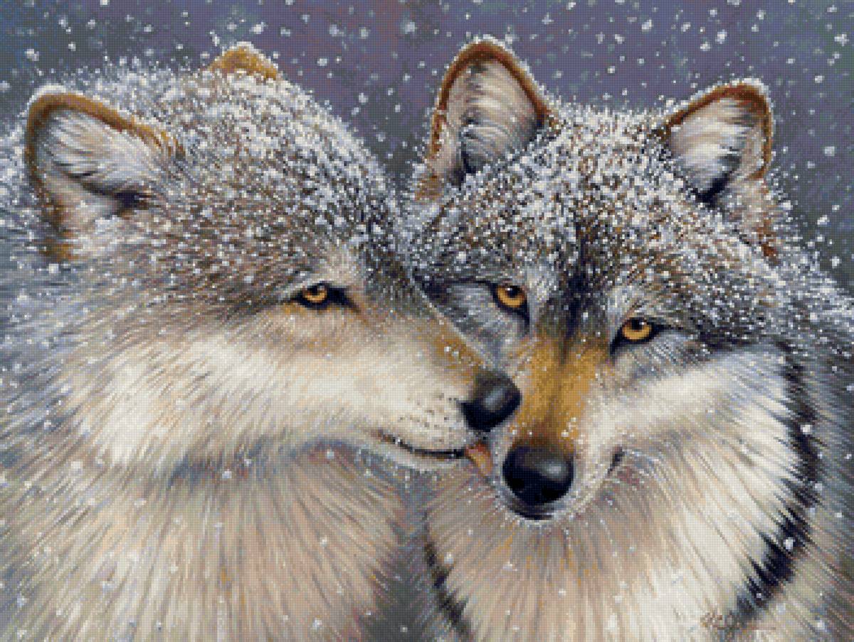 волки - хищники, пара, верность, любовь - предпросмотр