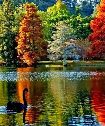 черный лебедь - лес, осень, птицы, природа, озеро - оригинал
