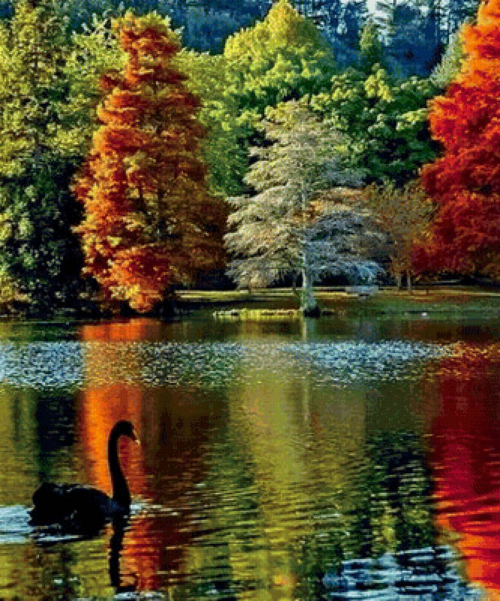 черный лебедь - птицы, природа, озеро, осень, лес - предпросмотр