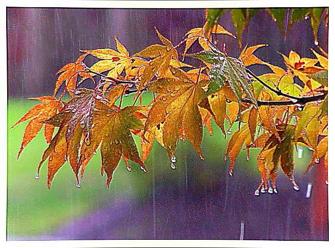 Осенний дождь. - дождь., листья - оригинал