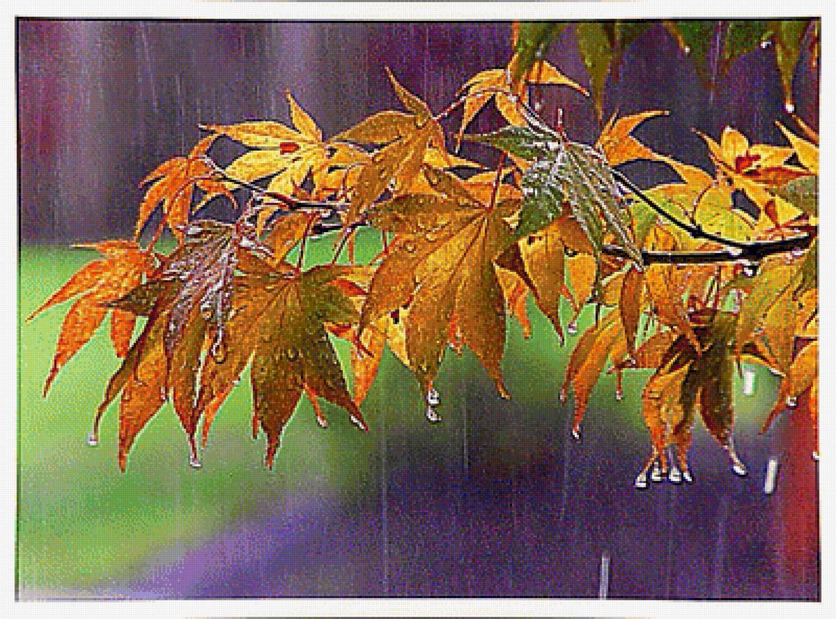 Осенний дождь. - дождь., листья - предпросмотр