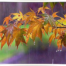 Оригинал схемы вышивки «Осенний дождь.» (№1484599)