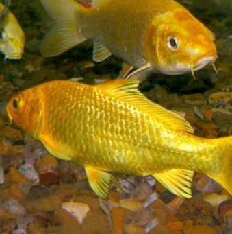 Золотая рыбка - карп, золотая, китайский, деньги, рыбка - оригинал