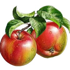 Оригинал схемы вышивки «наливные яблочки» (№1488301)
