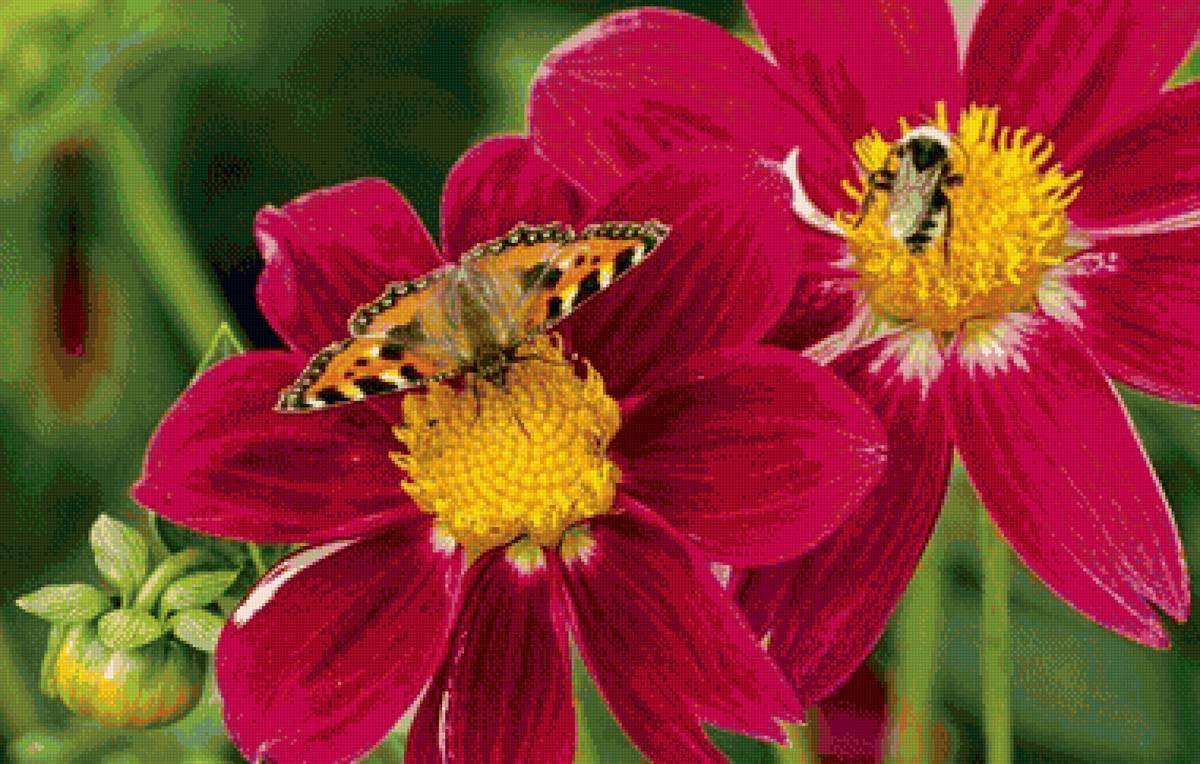 Бабочка и шмель на георгинах - бабочка, цветы, георгины, шмель - предпросмотр