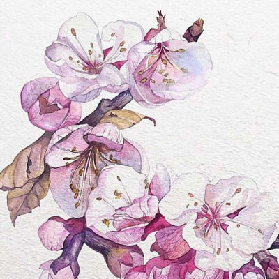 Сакура - цветы, сакура, акварель - оригинал