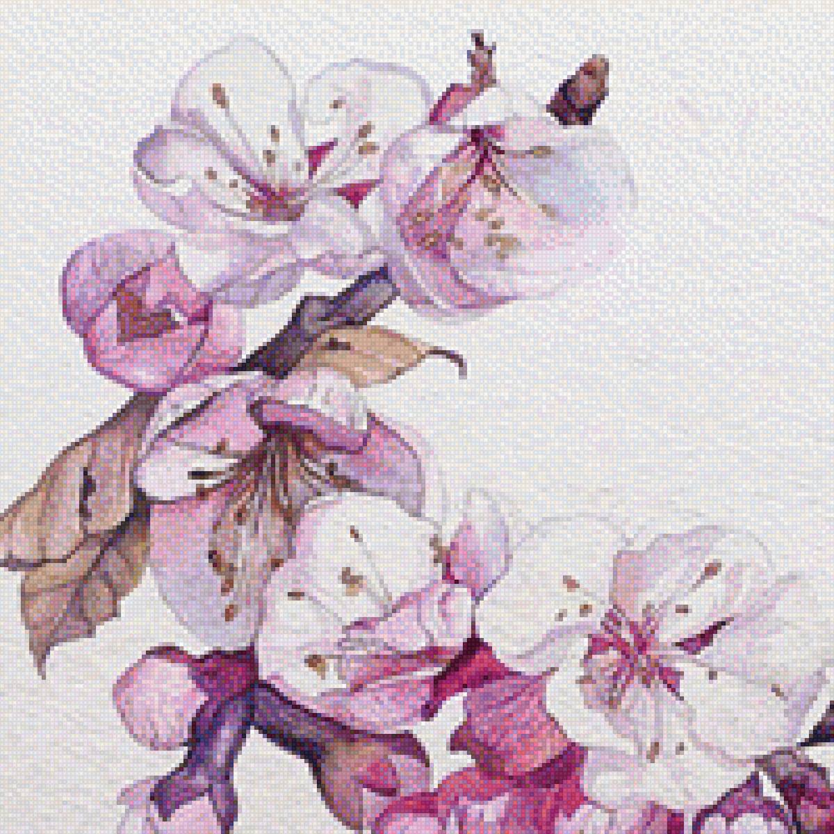 Сакура - цветы, акварель, сакура - предпросмотр
