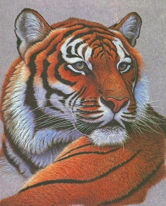 Тигр - тигр, дикие кошки - оригинал