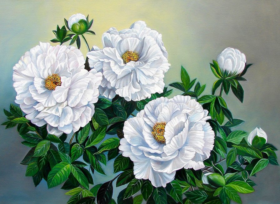 белые цветы - пион, белые цветы, пионы - оригинал