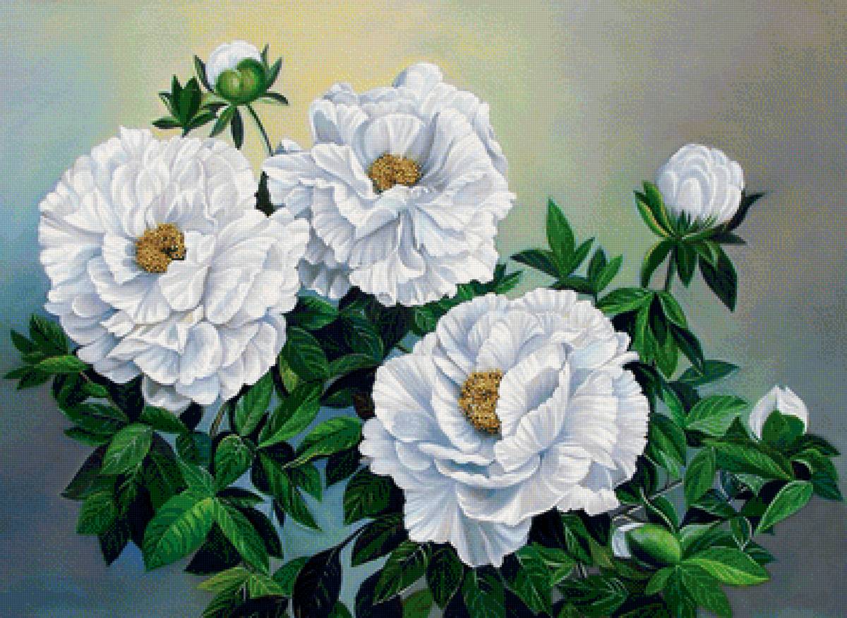 белые цветы - белые цветы, пионы, пион - предпросмотр