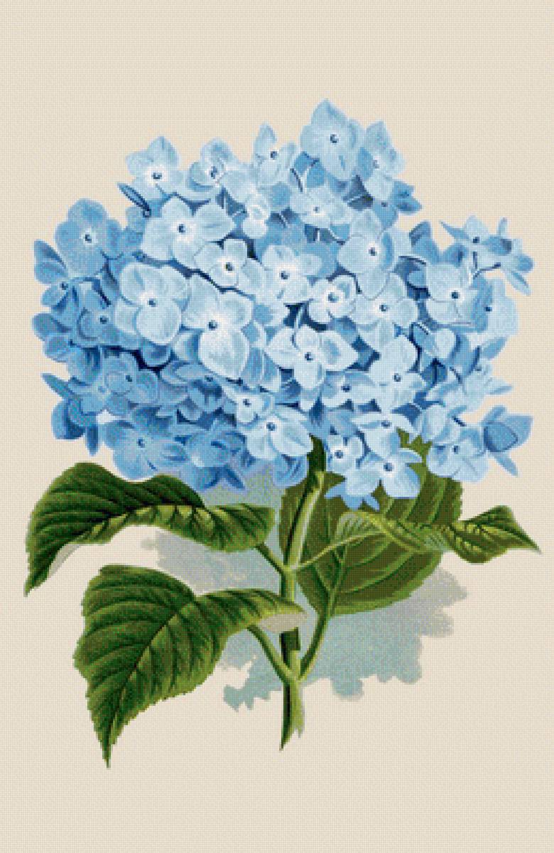 Гортензия - голубые цветы - предпросмотр