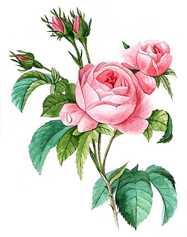 роза нежная - винтаж, розы, ретро, капля, капли, роза, розовые цветы, роса - оригинал