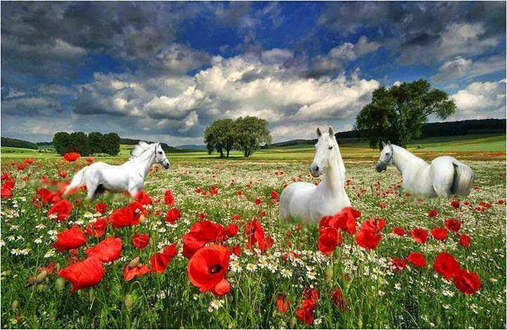 кони и маки - природа, маки, пейзаж, цветы, кони, животные - оригинал