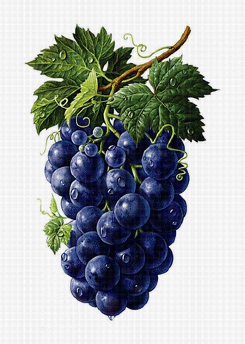 Гроздь винограда - виноград - предпросмотр