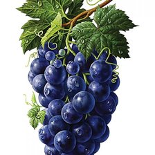 Оригинал схемы вышивки «Гроздь винограда» (№1500214)