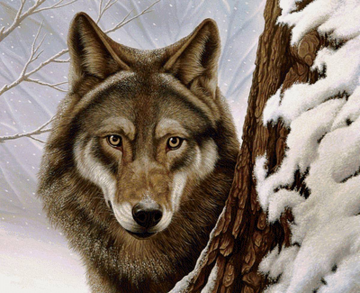 Волк - животные, волки, снег, зима, хищники - предпросмотр