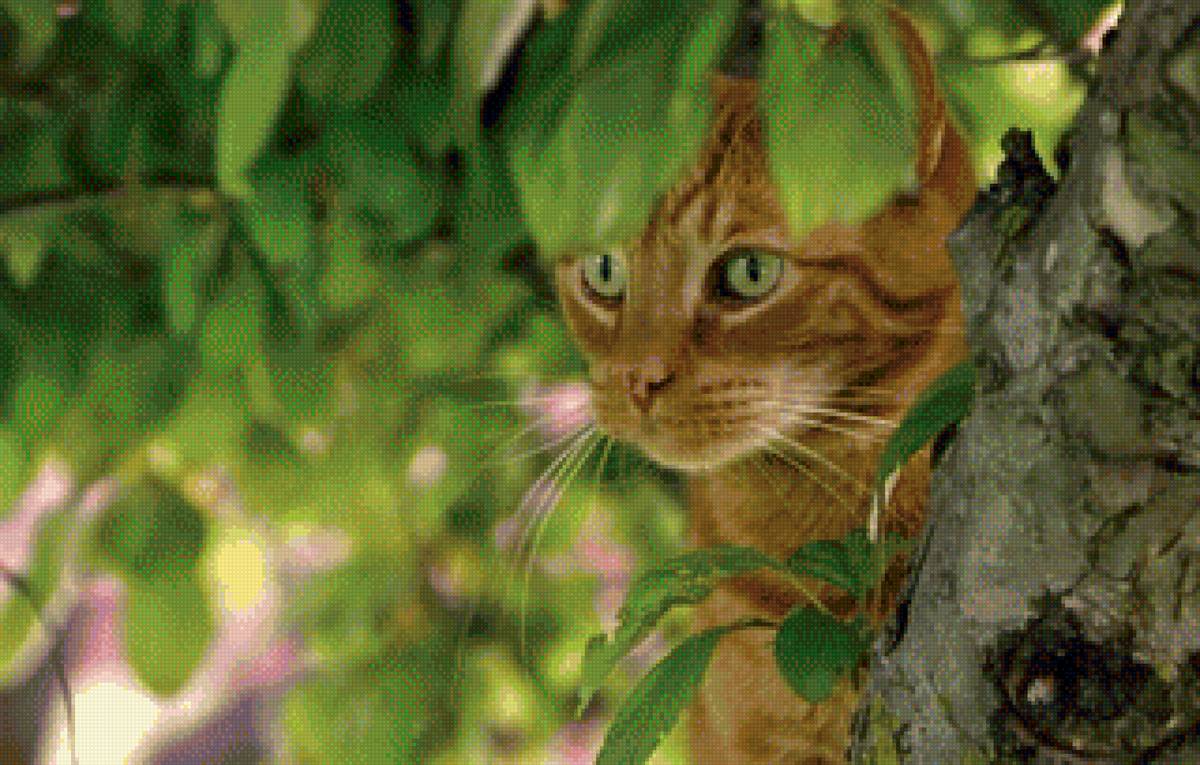 Рыжий кот - весна, кот - предпросмотр