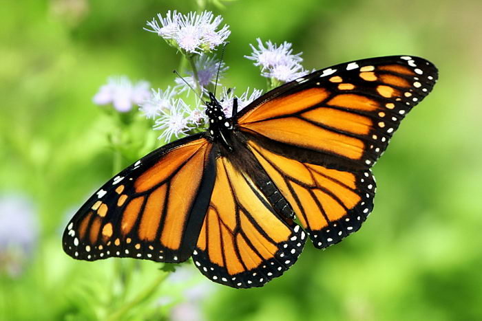 Бабочка Монарх - цветок, бабочка - оригинал