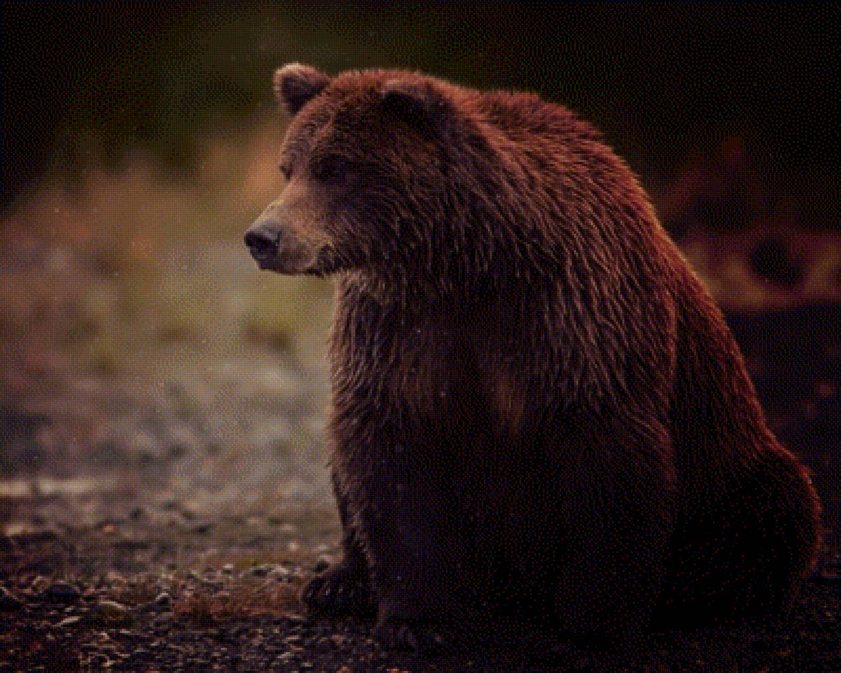 Бурый медведь - медведь - предпросмотр