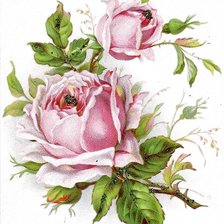 Оригинал схемы вышивки «розы винтаж» (№1512208)