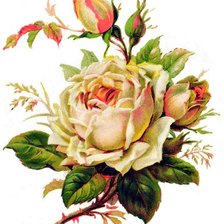 Оригинал схемы вышивки «роза белая» (№1512261)