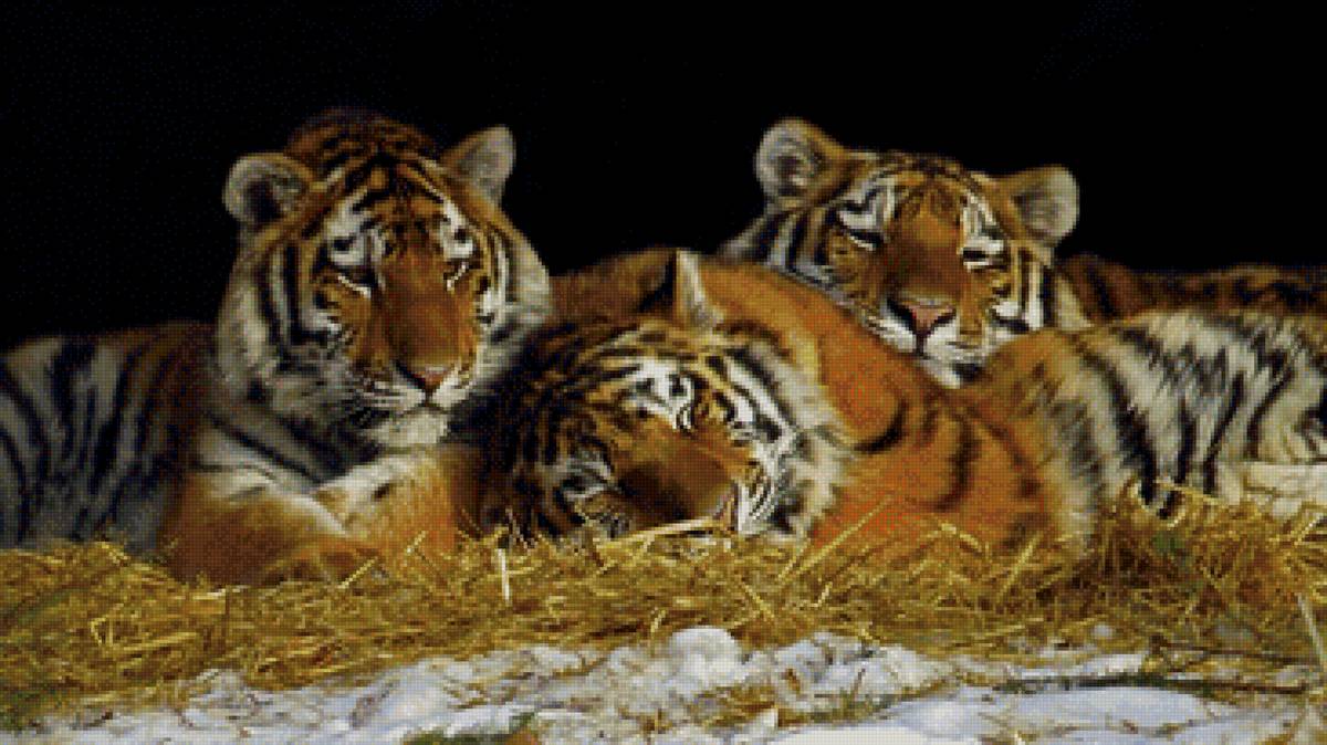 Тигры - сено, большие кошки, природа, тигры - предпросмотр