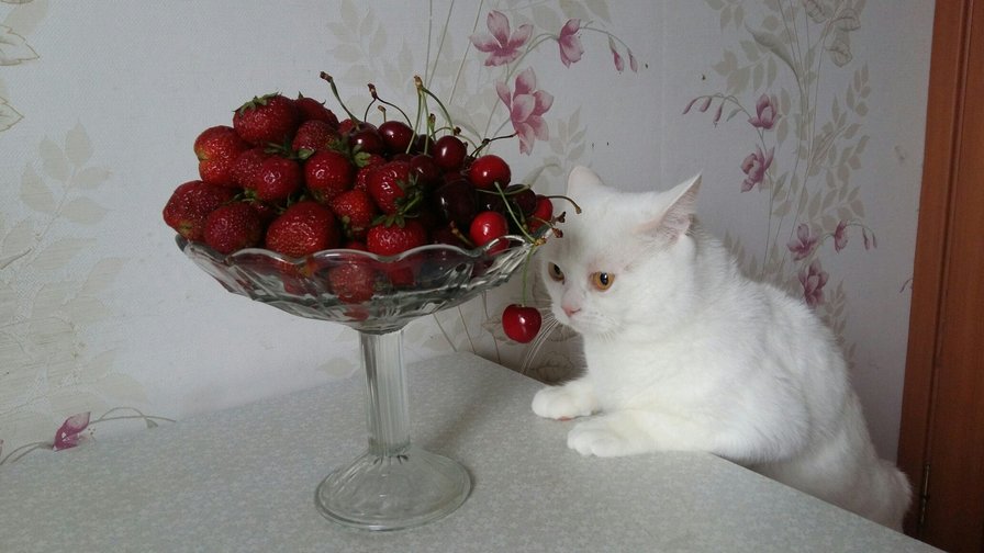 Баська - кот, ягоды, черешня, клубника - оригинал