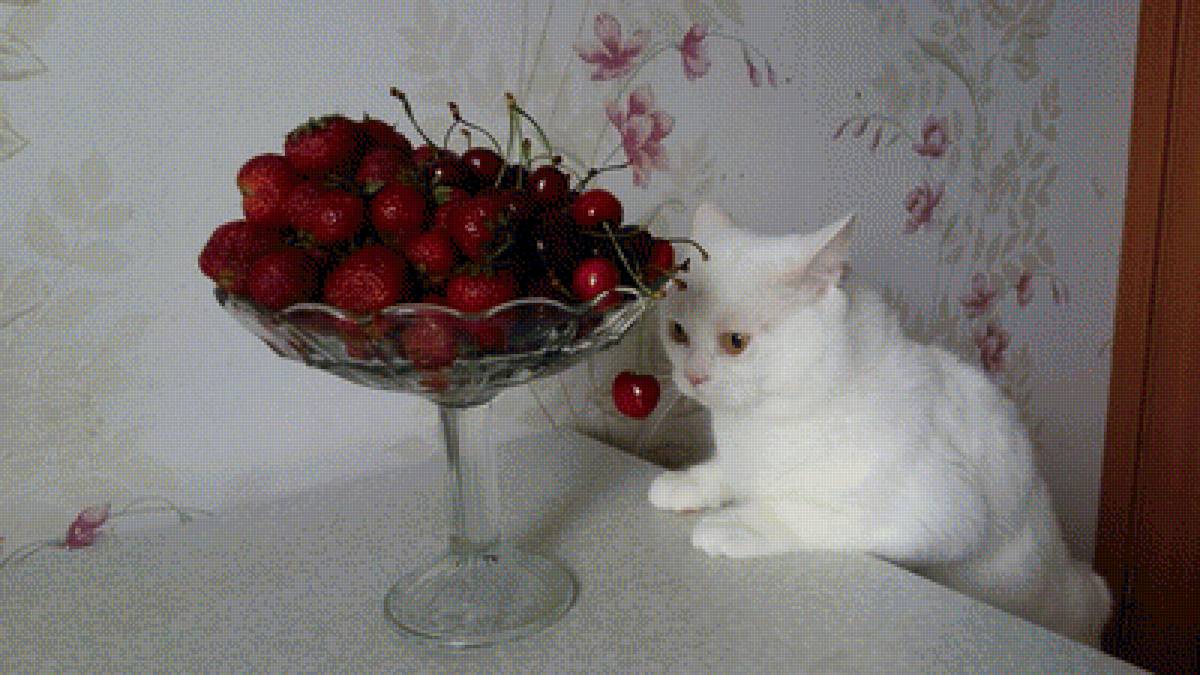 Баська - кот, черешня, клубника, ягоды - предпросмотр