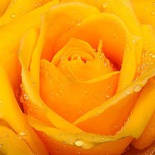 Оригинал схемы вышивки «Жёлтая роза» (№1517464)