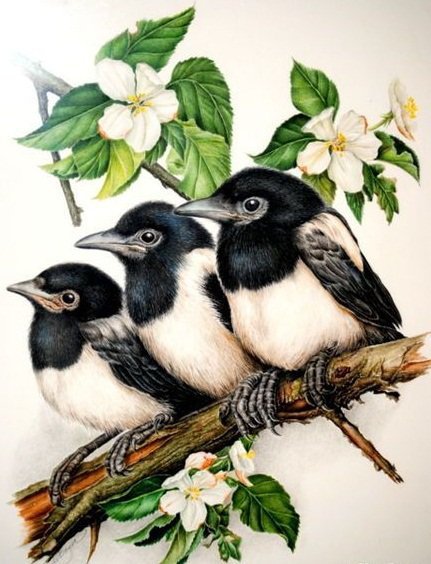 Три сороки - птицы - оригинал