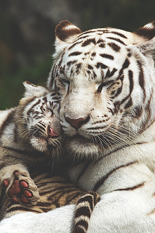 белый тигр с тигренком - мама, тигренок, белый тигр - оригинал