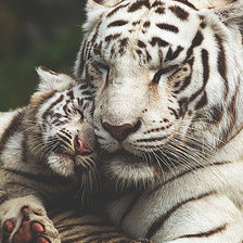 белый тигр с тигренком