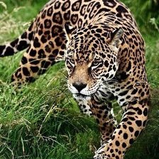 Леопард в траве