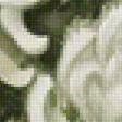 Предпросмотр схемы вышивки «белые хризантемы» (№1522880)