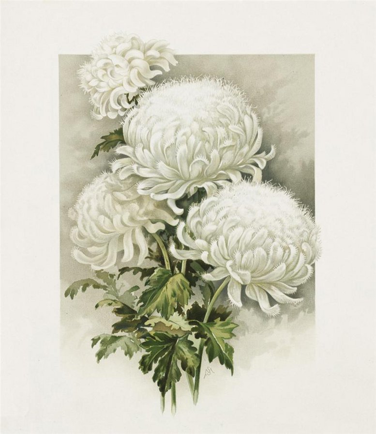 белые хризантемы - цветы, белые - оригинал