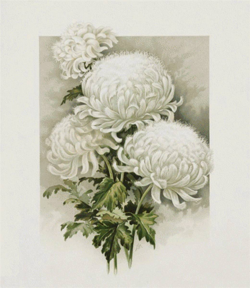 белые хризантемы - белые, цветы - предпросмотр
