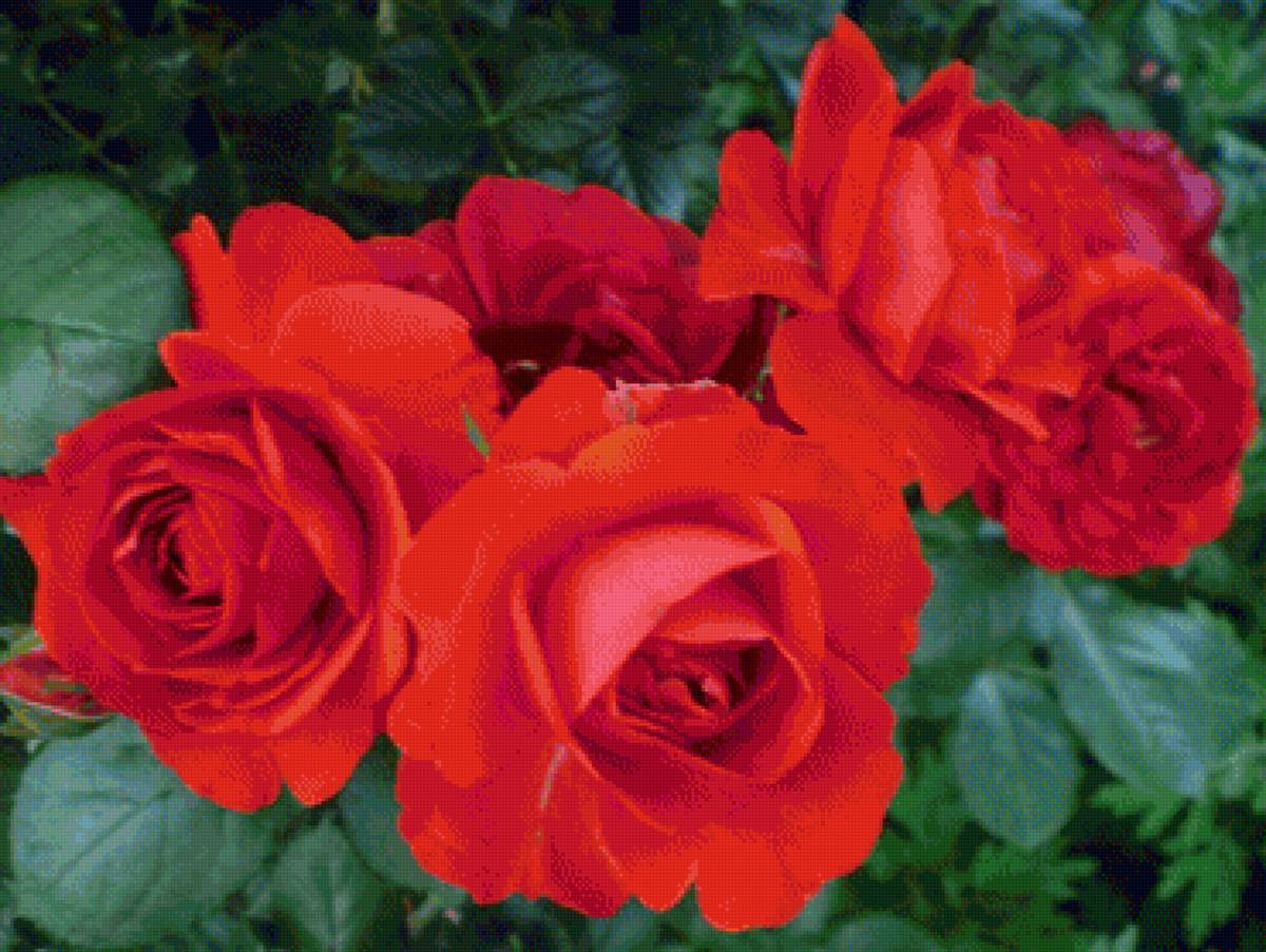 Красные розы - розы, цветы - предпросмотр