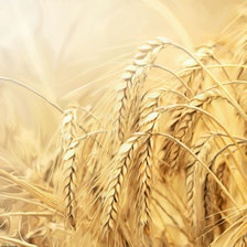 Оригинал схемы вышивки «Пшеница» (№1528840)