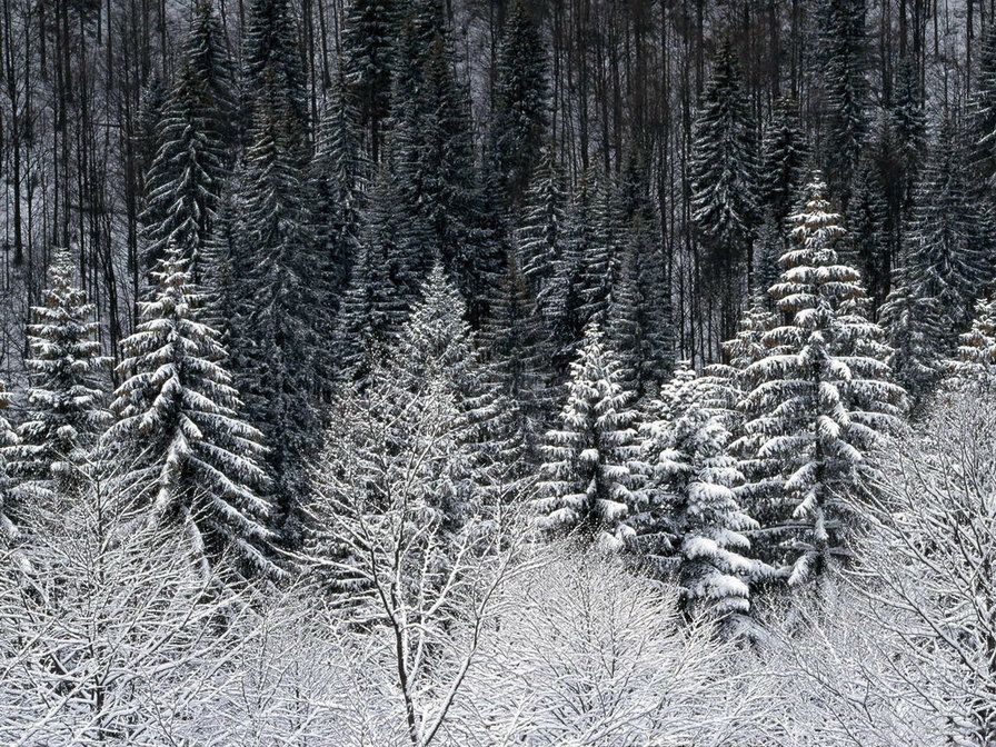 В зимнем лесу - оригинал