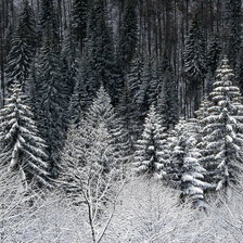 Оригинал схемы вышивки «В зимнем лесу» (№1529783)