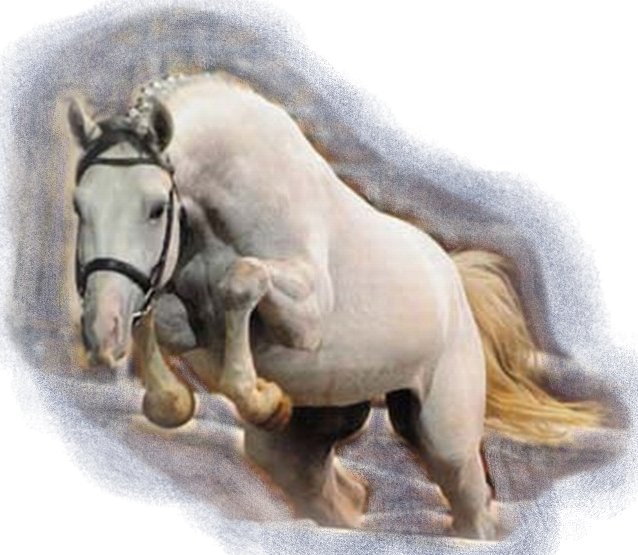 Tabiano vom Castell - horse, trakehner, конь, stallion, жеребец, тракенская порода - оригинал