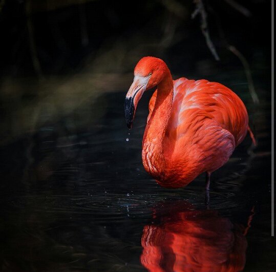 Фламинго - ночь, птица, фламинго - оригинал