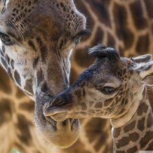 Жираф и детка