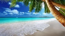 пальма - пляж, море, пальма. - оригинал