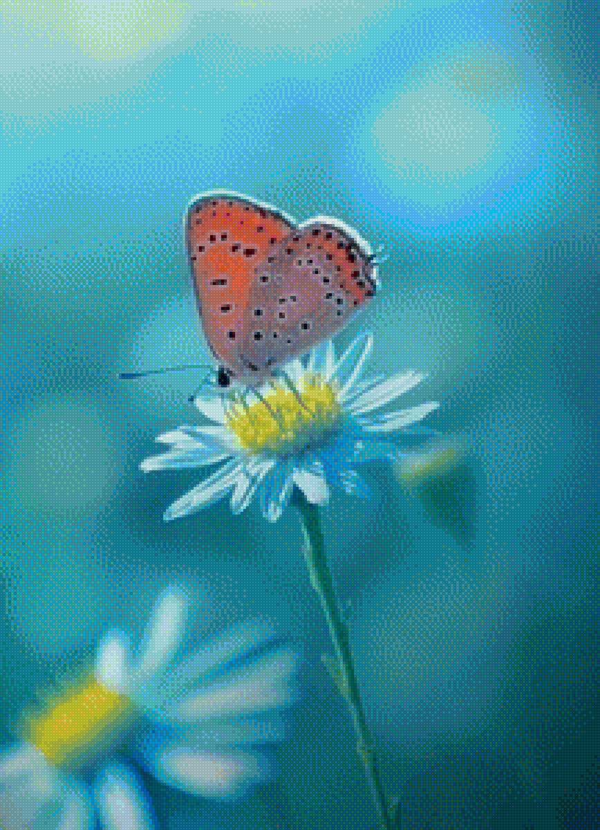 Бабочка на цветке - ромашка, цветок, бабочка, цветы - предпросмотр