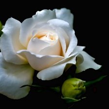 белая роза на черном фоне